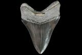 Serrated, Fossil Megalodon Tooth - Georgia #76500-2